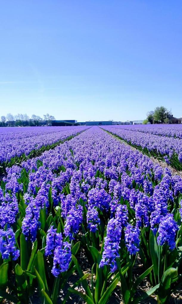 B&Bslapenopeeneiland Kaag Ngoại thất bức ảnh